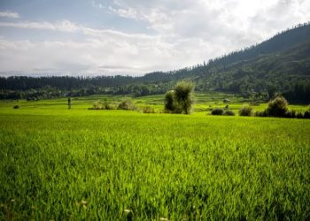 Red Zone Residents Of Kupwara Fear Harvest Loss