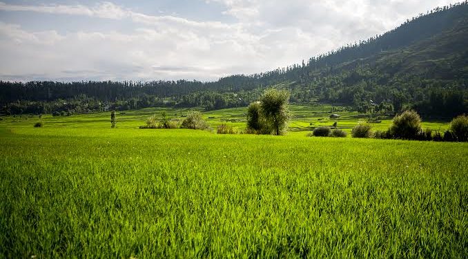 Red Zone Residents Of Kupwara Fear Harvest Loss