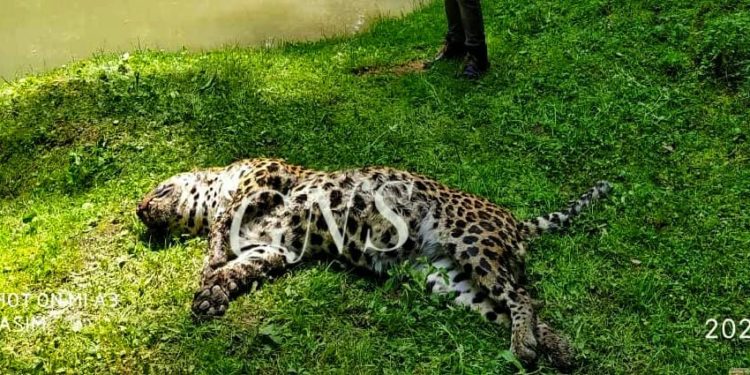 Bear kills leopard, wildlife buries carcass in North Kashmir