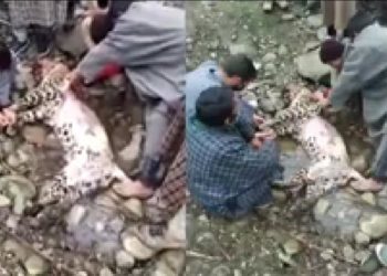 Police files case after leopard lynched in South Kashmir