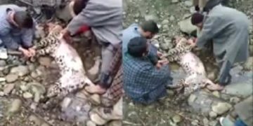 Police files case after leopard lynched in South Kashmir