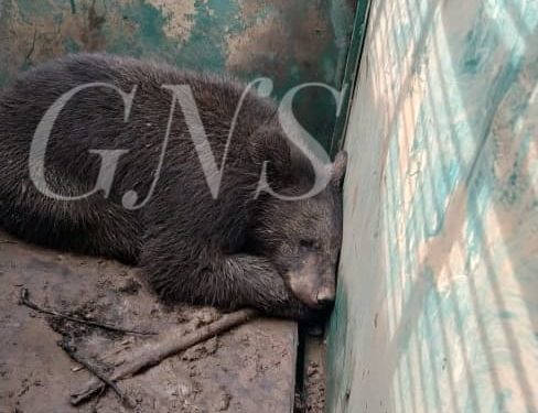 Bear captured from Kupwara village