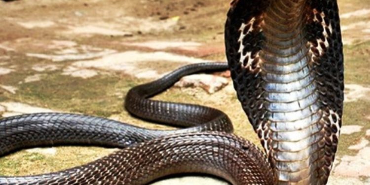 3-Year-old Girl Dies Of Snakebite In Mendhar Poonch