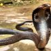 3-Year-old Girl Dies Of Snakebite In Mendhar Poonch
