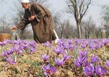 GoI issues certificate of GI registration for the Saffron grown in Kashmir Valley