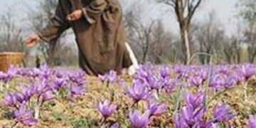 GoI issues certificate of GI registration for the Saffron grown in Kashmir Valley