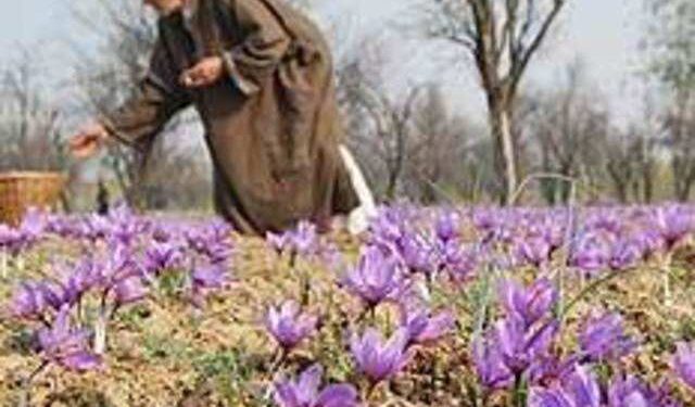 GoI issues certificate of GI registration for the Saffron grown in Kashmir Valley