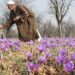 GoI issues certificate of GI registration for the Saffron grown in Kashmir Valley