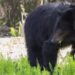 2 brothers injured in bear attack in Uri