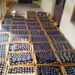 Police arrested drug peddler in Srinagar, recovered a huge consignment of Codine Phosphate