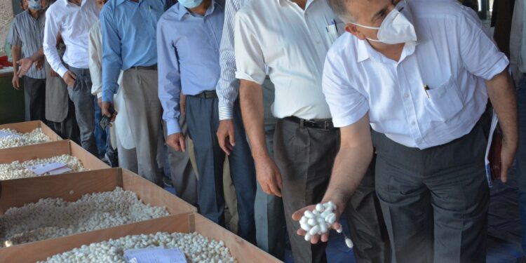 Cocoon procurement takes off in Kashmir