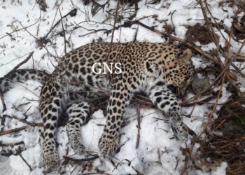 Leopard found dead in Rajouri forests