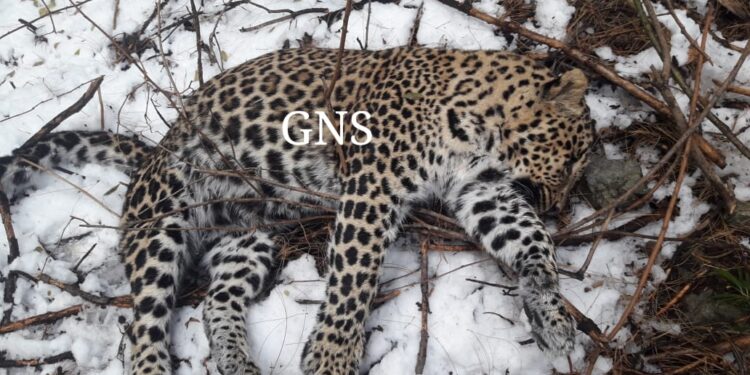 Leopard found dead in Rajouri forests