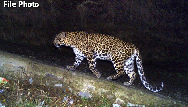 Leopard kills 12-year-old boy