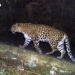 Leopard kills 12-year-old boy