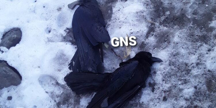Bird Flu Scare: Scores Of Crows, Eagles Found Dead In Uri