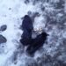 Bird Flu Scare: Scores Of Crows, Eagles Found Dead In Uri