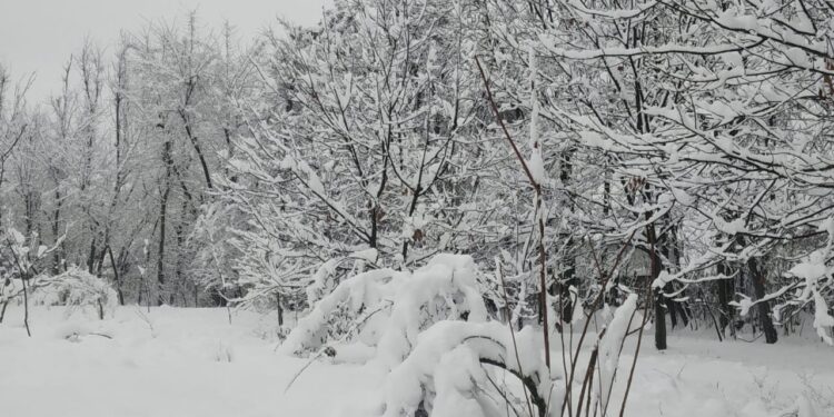 Major snowfall of season in Kashmir; Air Traffic Remains Suspended, Highways Closed