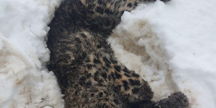 Leopard Killed In Shopian, FIR Registered