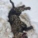Leopard Killed In Shopian, FIR Registered