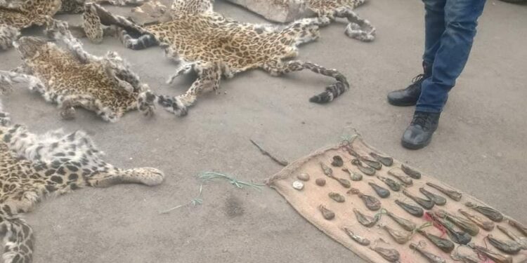 8 leopard hides, 4 musk deer pods, 38 bear gallbladders recovered in Anantnag, 1 person arrested