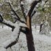 Dir Horticulture Kashmir Issues Advisory to Orchardists Amid ‘Heavy’ Snowfall