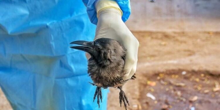 Bird Flu Scare: Crows found lying dead in Rajouri;