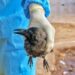 Bird Flu Scare: Crows found lying dead in Rajouri;