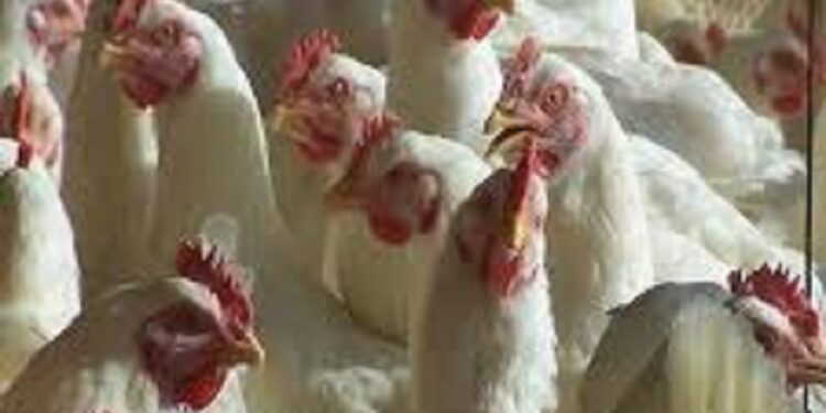 Govt Lifts Poultry Import Ban After GoI’s Instructions