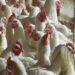 Govt Lifts Poultry Import Ban After GoI’s Instructions