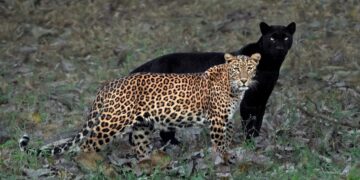 Leopard kills five goats in Poonch