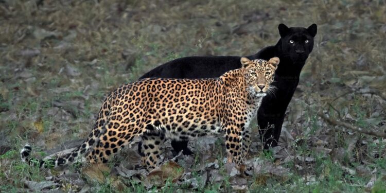 Leopard kills five goats in Poonch