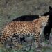 Leopard kills five goats in Poonch