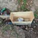 IED found, destroyed in Rajouri