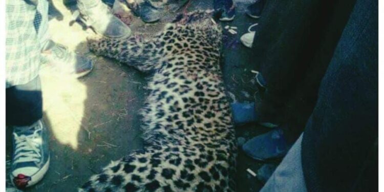 Leopard Killed in ‘mob fury’ in Pulwama