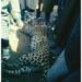 Leopard Killed in ‘mob fury’ in Pulwama