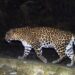Wild animals create panic in Uri