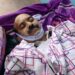 In-charge ZEO dies of heart attack while on duty in Rajouri