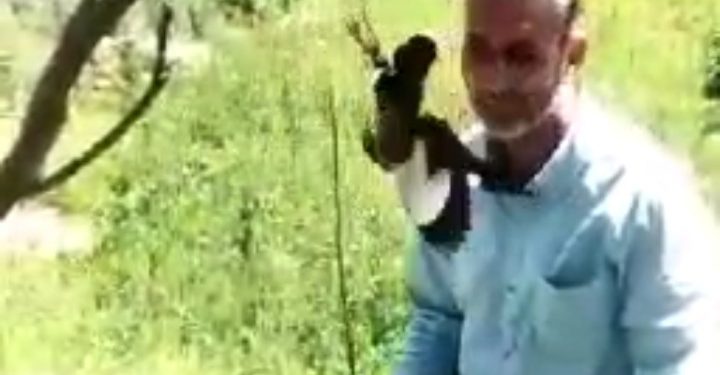Chilling: Video Showing Middle-aged Man Beating Common Myna Goes Viral