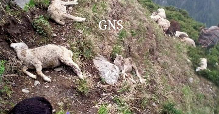 70 sheep perish, 10 injured in lightning in Poonch