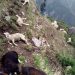 70 sheep perish, 10 injured in lightning in Poonch