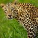 Minor Boy Wounded In Leopard Attack In Tangmarg Area
