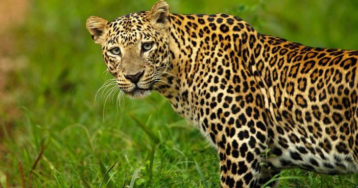 Wildlife Department Finally Traps One Leopard In Budgam Locality