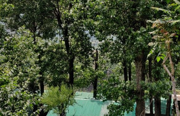 Uri Residents Accuse Authorities Of Inaction On Axing Russian Poplars