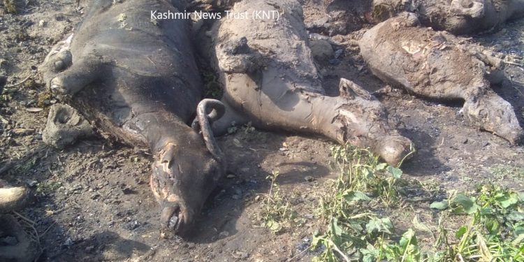 7 Cattle Charred To Death In Overnight Blaze In Tral Village