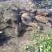 7 Cattle Charred To Death In Overnight Blaze In Tral Village