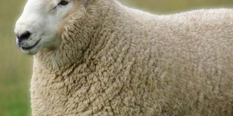 FMD outbreak: Sheep Husbandry dept. asks sheep farmers no need to panic