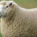 FMD outbreak: Sheep Husbandry dept. asks sheep farmers no need to panic