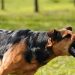 Minor Critically Wounded In Canine Attack In Handwara Village