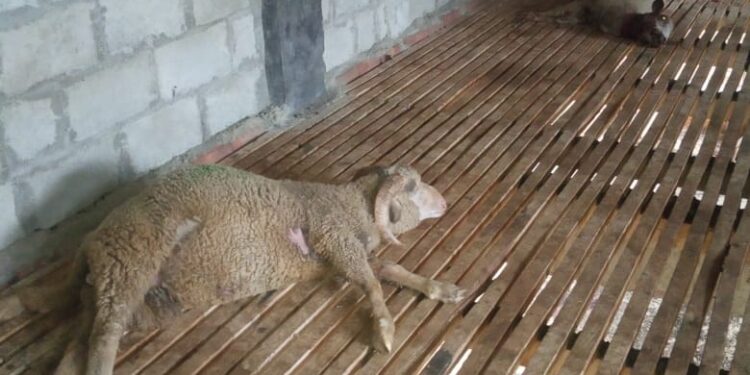 Leopard Kills 3 Sheep In Tangmarg Baramulla